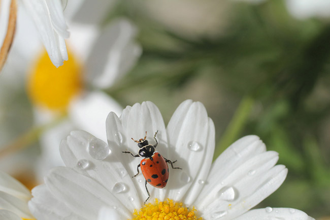Lady Ladybug